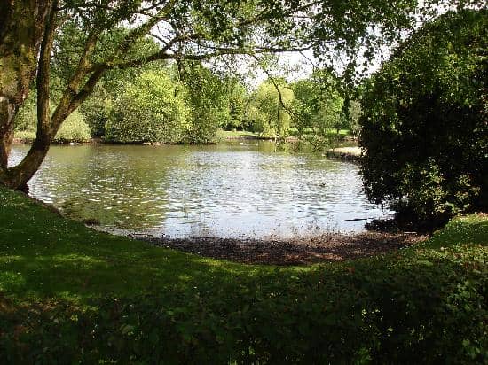 Diverse Tree Collection