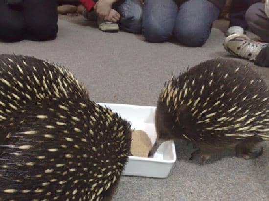 Echidna Garden Encounters