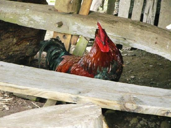 Majestic Elk Sightings