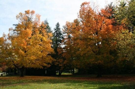 Bandstand Gatherings