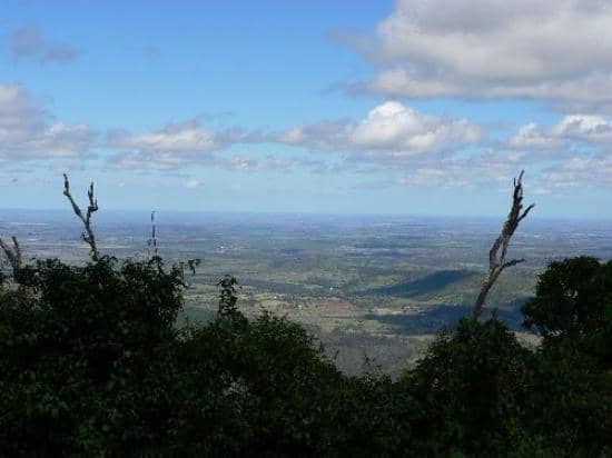 Ancient Bunya Pines