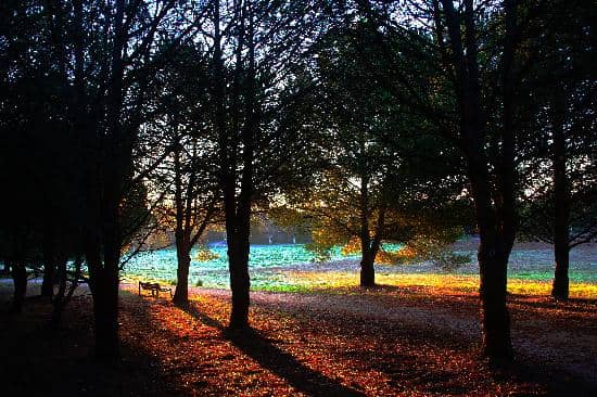 Palmarosa Festival Site