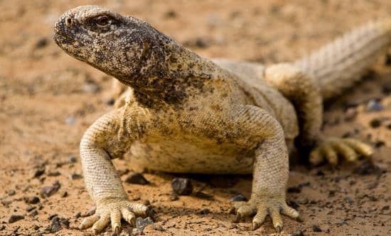 Al Marmoom Heritage Safari