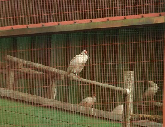 Breeding Cage Observation