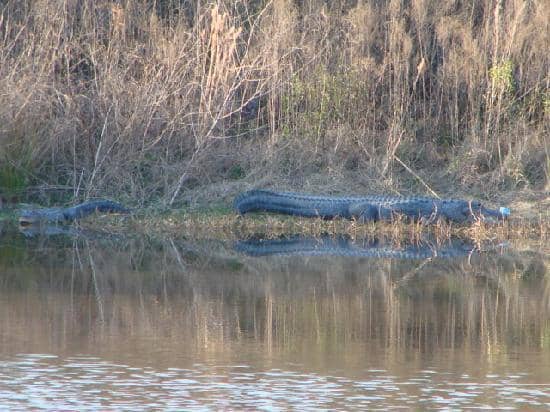 Bass Fishing Opportunities