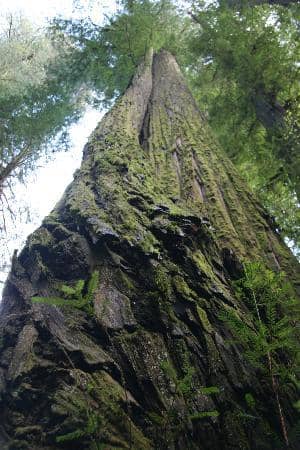 Jedediah Smith Redwoods State Park