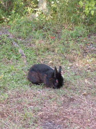 Recreated Pit Dwellings