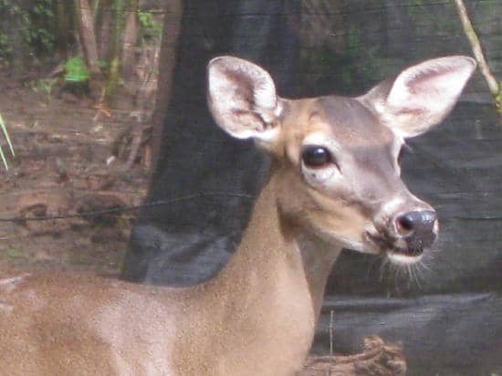 Knowledgeable Guides