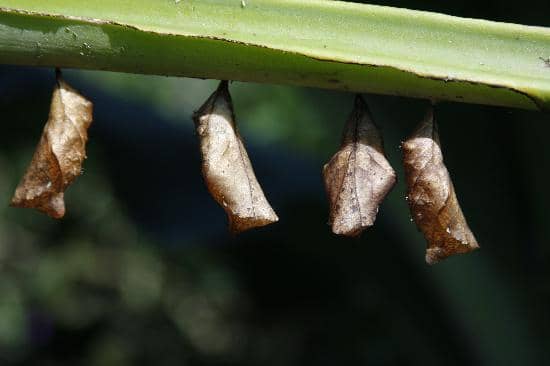 Beautiful Estate Grounds