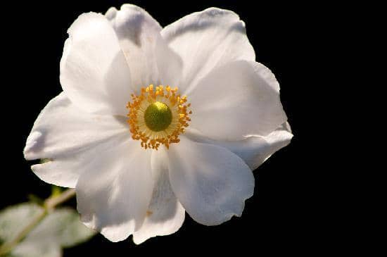 Historic Mansion Exterior