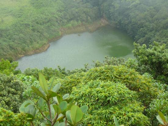 Lush Rainforest Trails