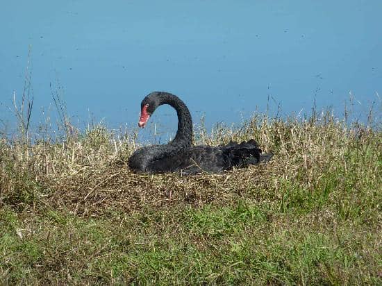 Orchid and Flower Displays