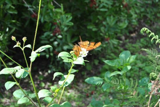 Primitive Nature Trails