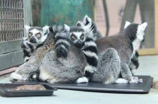 Wonderland of Lights