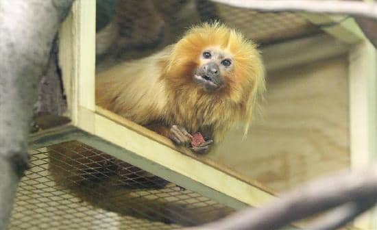 Taza the Snow Leopard