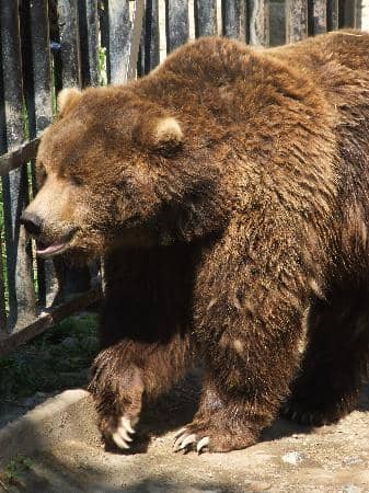 Rescued Animal Stories