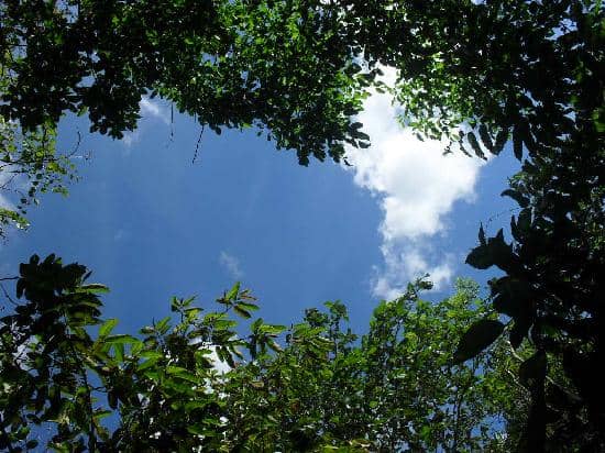 Jungle Walks & Wildlife