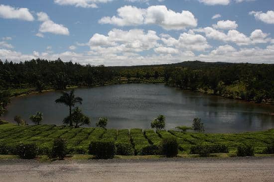 Tea Tasting Experience