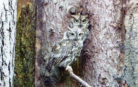 Hands-On Bird Experiences