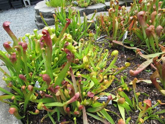 Carnivorous Plant Collection