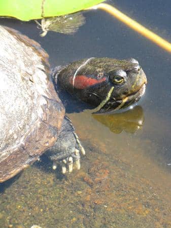 Prince & Princess Abkhazi's Story