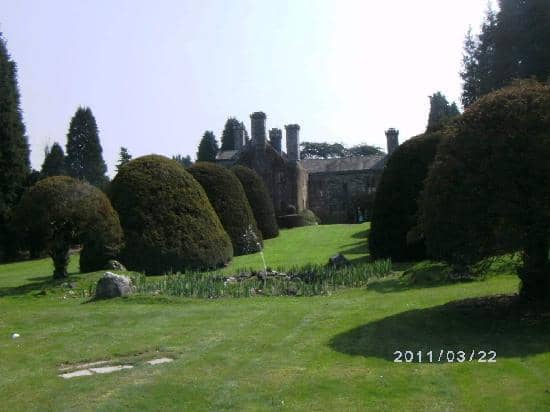 The Roaming Peacocks