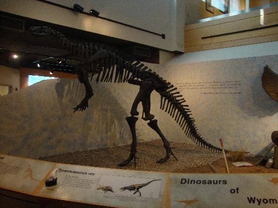 Indigenous Collections