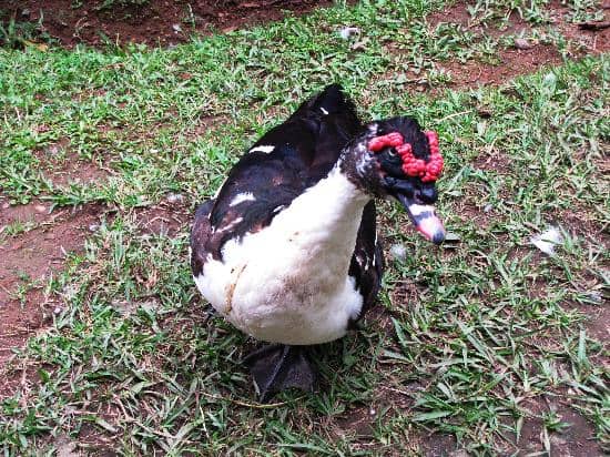 Manicured Gardens and Flower Beds