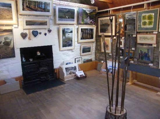 Ancient Pine Forest Walk