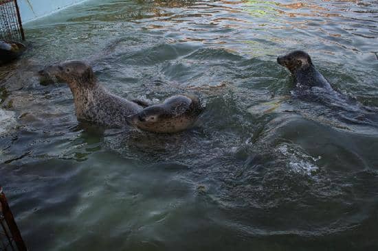 Interactive Touch Pools