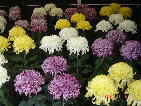 Seasonal Flower Displays