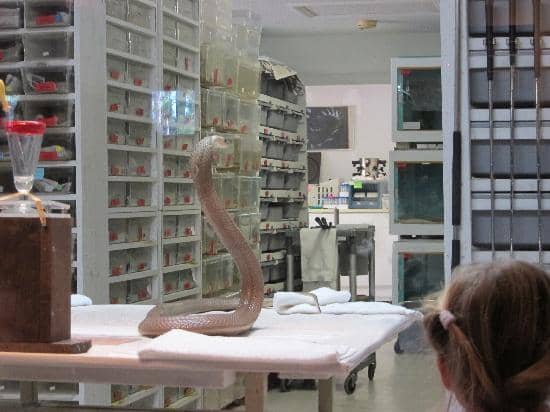 Hold a Snake Experience