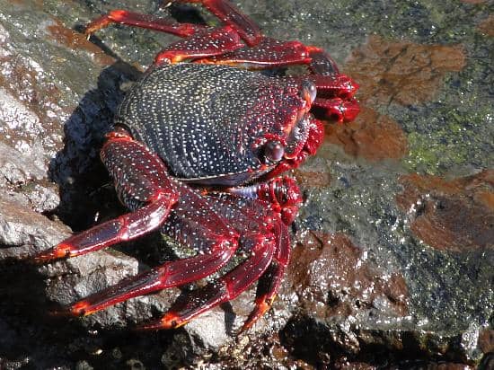 Castillo de San Miguel