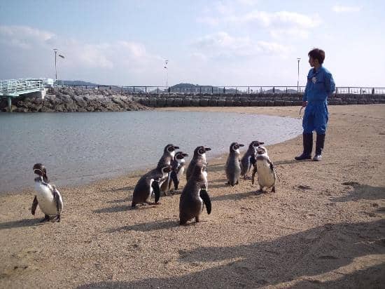 Penguin Feeding Sessions
