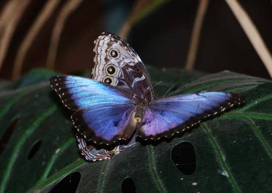 Insect and Reptile Room
