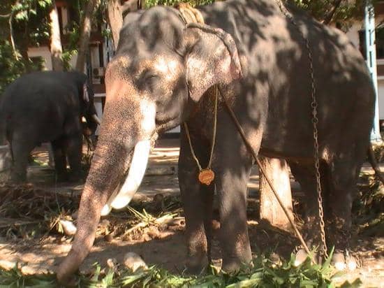 Historic Palace Grounds