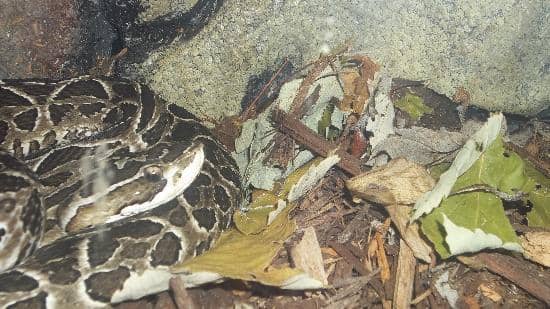 Komodo Dragon Birthday