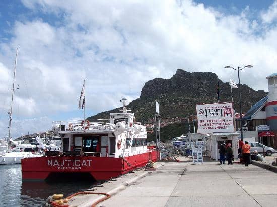 Cape Fur Seal Colony
