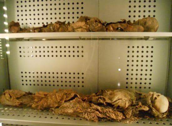 Canary Islands Natural History