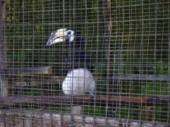 Diverse Sarawakian Wildlife
