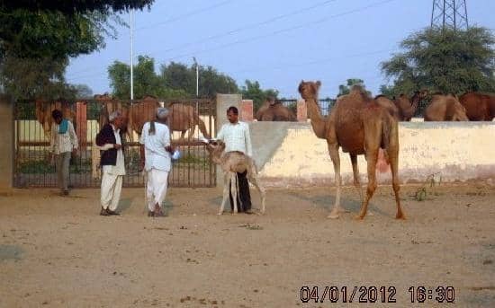 Camel Museum