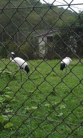 Chimpanzee Encounters