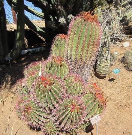 Turtle Pond & Butterfly Garden