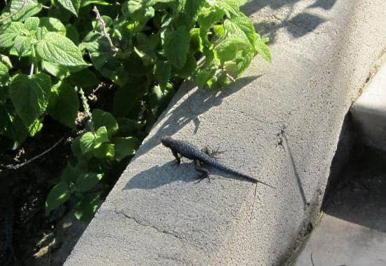 Scenic Walking Trails