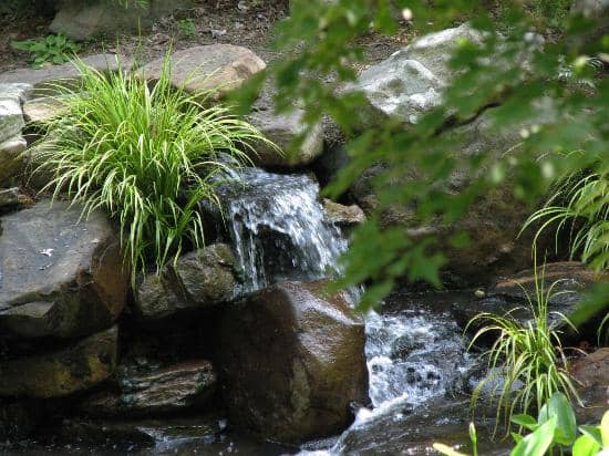 Carnivorous Plant Collection