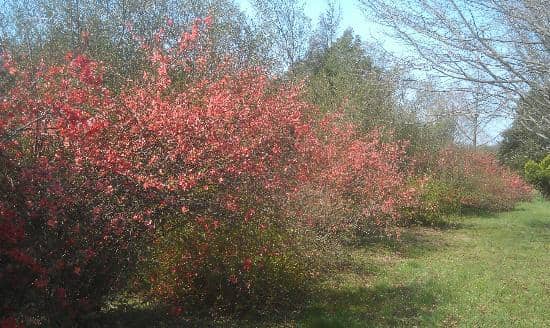 Plant Identification