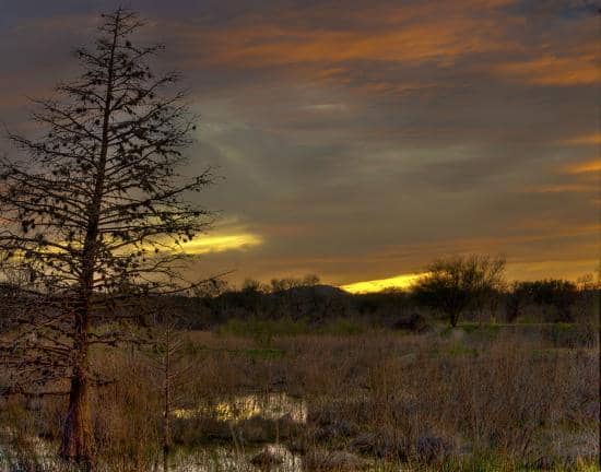 Wildlife Photography