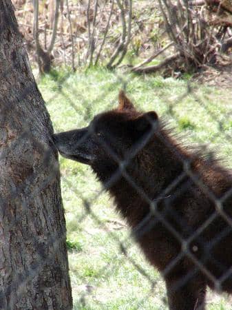 Meet the Resident Wolves