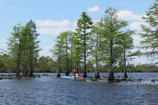 Camping Under the Pines