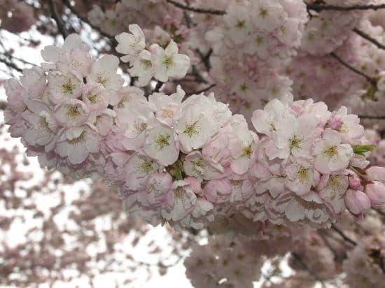 Celebration of Light Fireworks